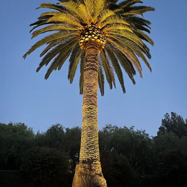 Landscape Lighting San Diego-14_result